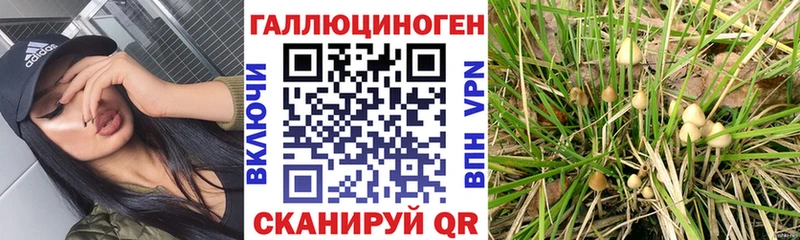 Псилоцибиновые грибы мицелий Купить закладки Покров